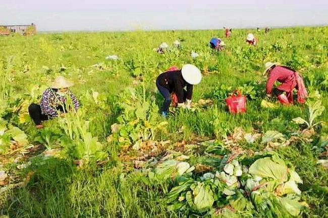 疫期交通管制,区人大代表的义举,抬价收购农民积压蔬菜