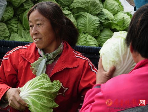 济南市区的菜商平均两三天就来收购一次白菜和当地产的其它蔬菜