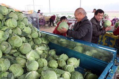 蔬菜批发市场里一斤才3毛钱,虽然便宜,但是我们餐桌上的长青菜