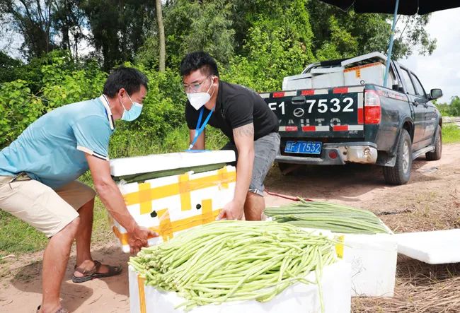 儋州市农业农村局:打通蔬菜收购最后一公里 拓宽销路助农增收