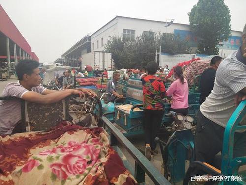 邯郸南大堡市场,各种蔬菜大量上市