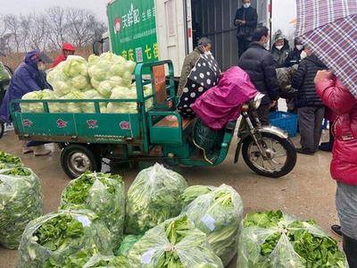 疫情下村民们种植蔬菜滞销,超市老板派车进村收购5000斤