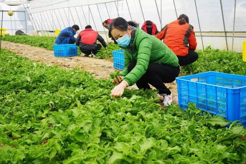 携手并肩战疫情 海湾商会在行动