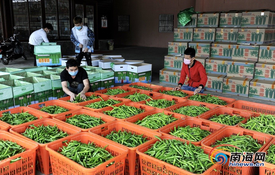 澄迈华联社农产品集配中心向全国各地销售冬季瓜菜5800余吨