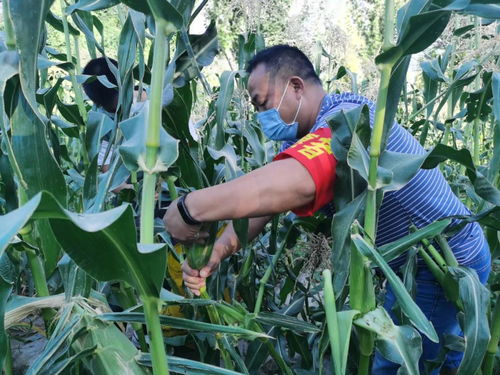 新时代文明实践 鄯善县志愿者助农行动 解决蔬菜购销难题