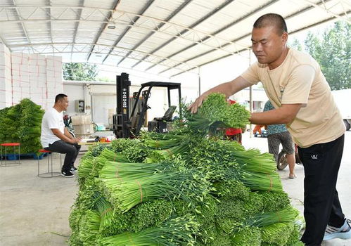 河北肃宁 韭菜种植铺就增收路