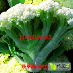 徐州白面青梗散菜花蔬菜种植基地诚信合作