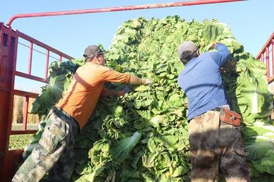 复播蔬菜种植敲开“致富门 成为职工增收新亮点