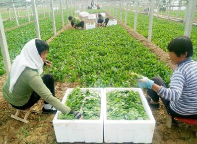 高青县黑里寨镇菠菜种植丰产又畅销_区县新闻_淄博大众网