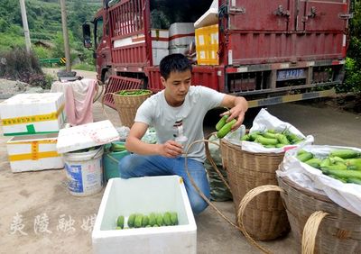 夷陵丨蔬菜“种”出致富路