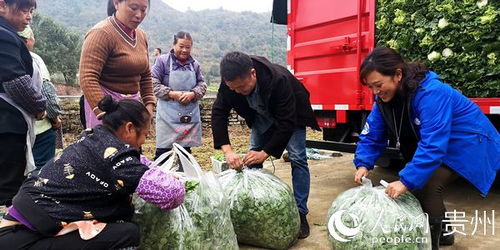 平坝区天龙镇 唱好蔬菜种植经 承载乡亲致富梦