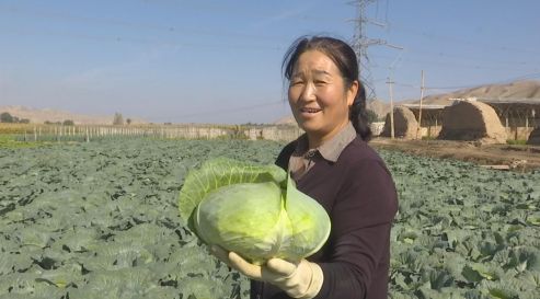 靖远二十里铺村 田间好 丰 景 蔬菜采收忙