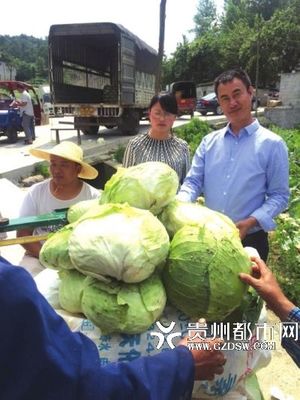 “公益莲花白”今起大派送--贵州频道--人民网