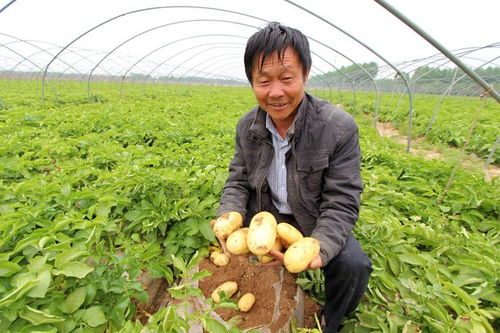 闭环管理让滕州马铃薯 走出去