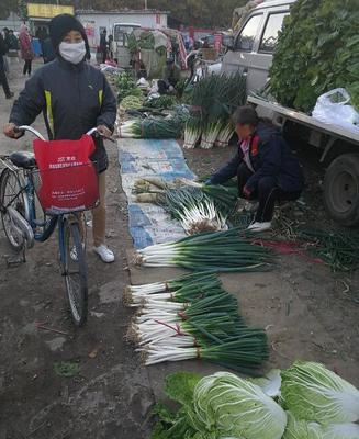 潍坊白菜掉成白菜价 大葱不再论捆卖