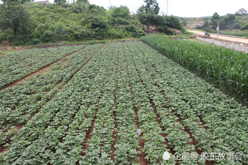 莱阳莱西是胶东半岛的秋葵主产地,不少村庄已实现规模种植